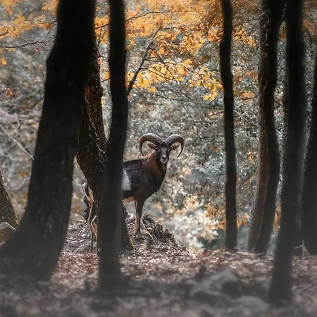 Parco Donnortei ファームステイ