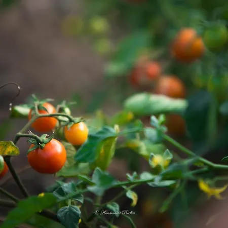 Parco Donnortei Alojamento de Turismo Rural *