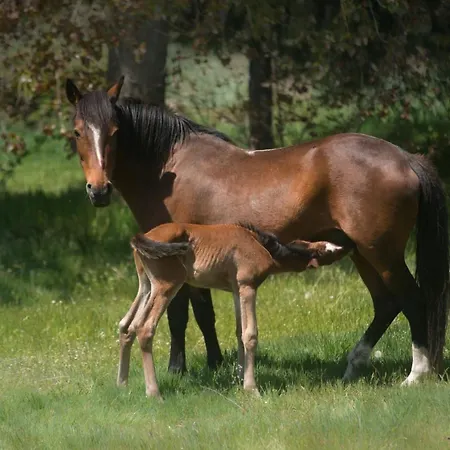 Parco Donnortei Alojamento de Turismo Rural Fonni
