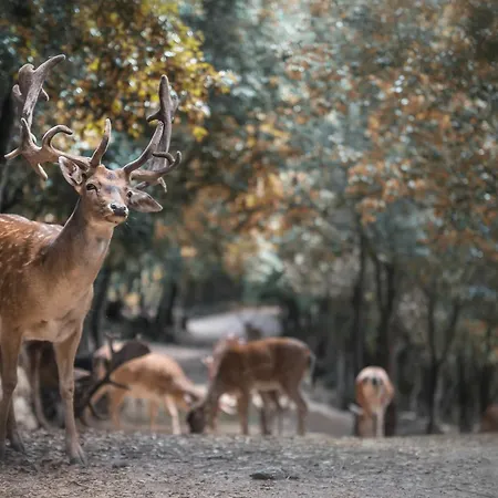 Parco Donnortei Κατάλυμα σε φάρμα Fonni